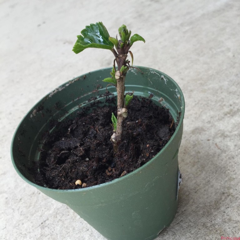 malva rosa como plantar