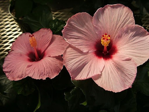 malva rosa