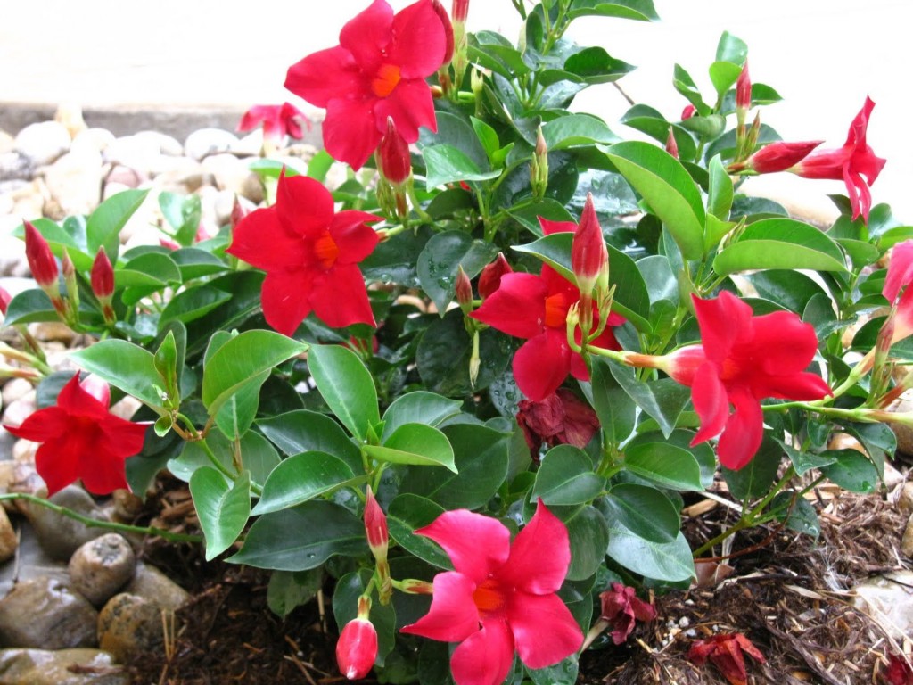 mandevilla como plantar