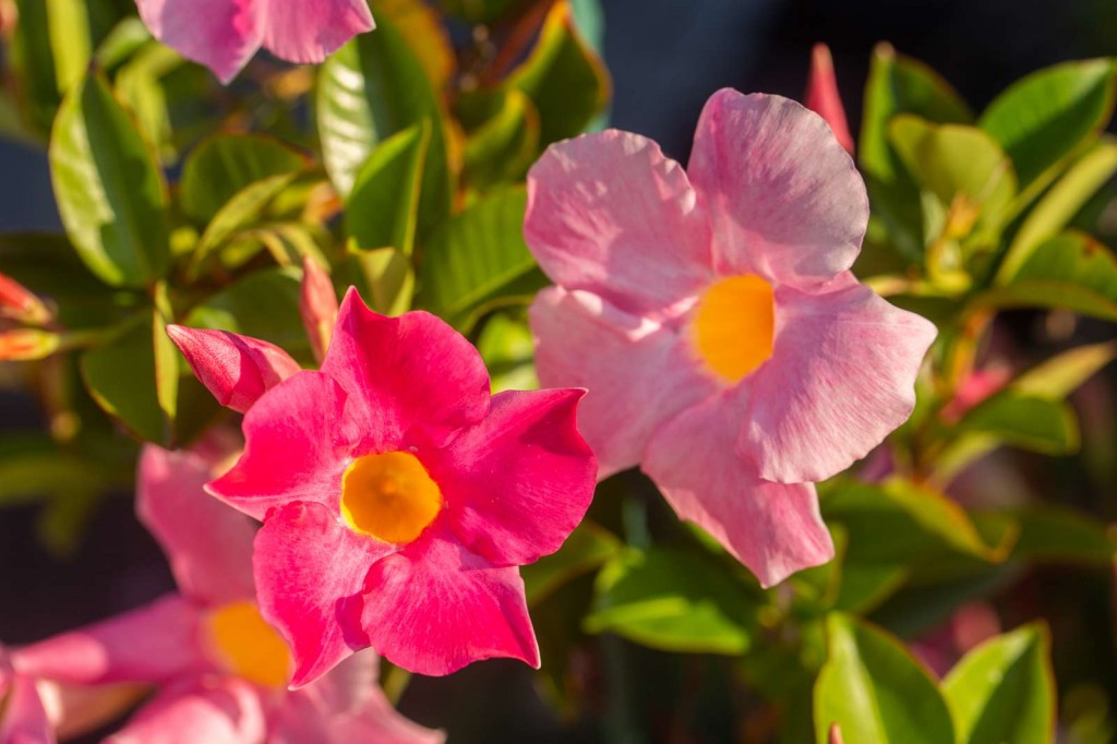 mandevilla cultivo