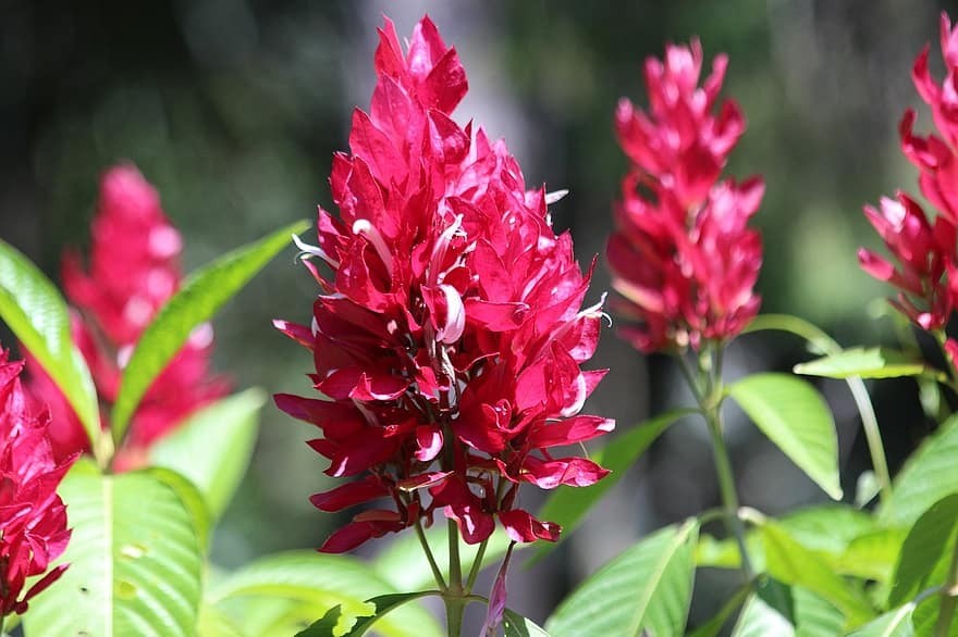 manto vermelho brasileiro