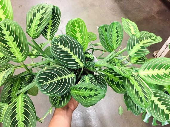 maranta leuconeura