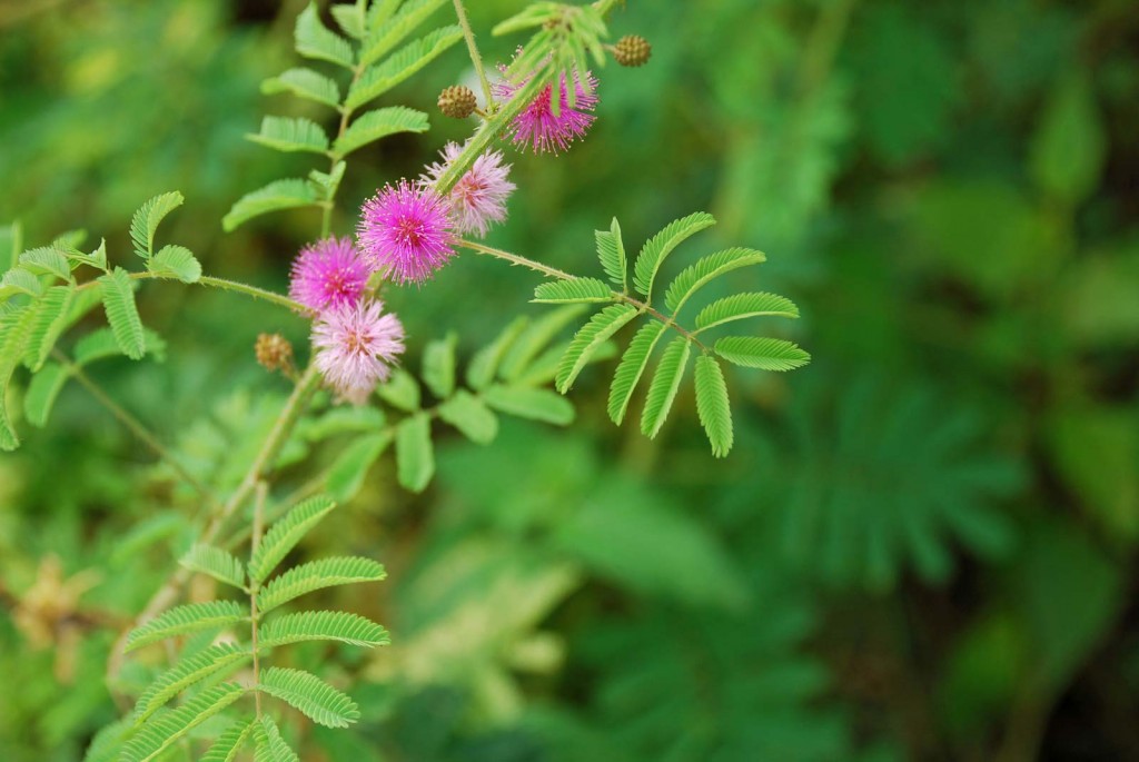 mimosa pudica como plantar