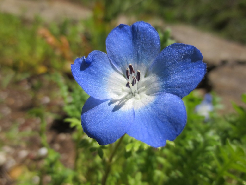 nemophila menziesii como plantar