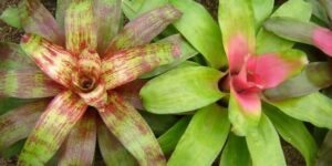 neoregelia