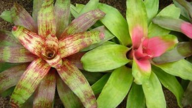 neoregelia