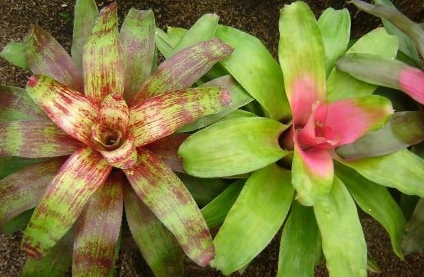neoregelia
