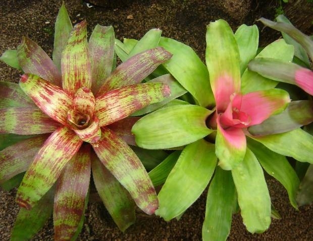 neoregelia