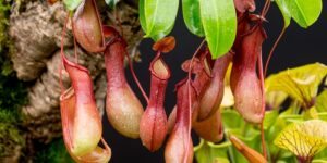 nepenthes