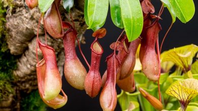 nepenthes