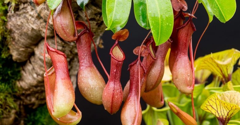 nepenthes