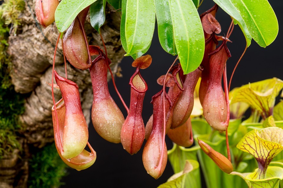 nepenthes