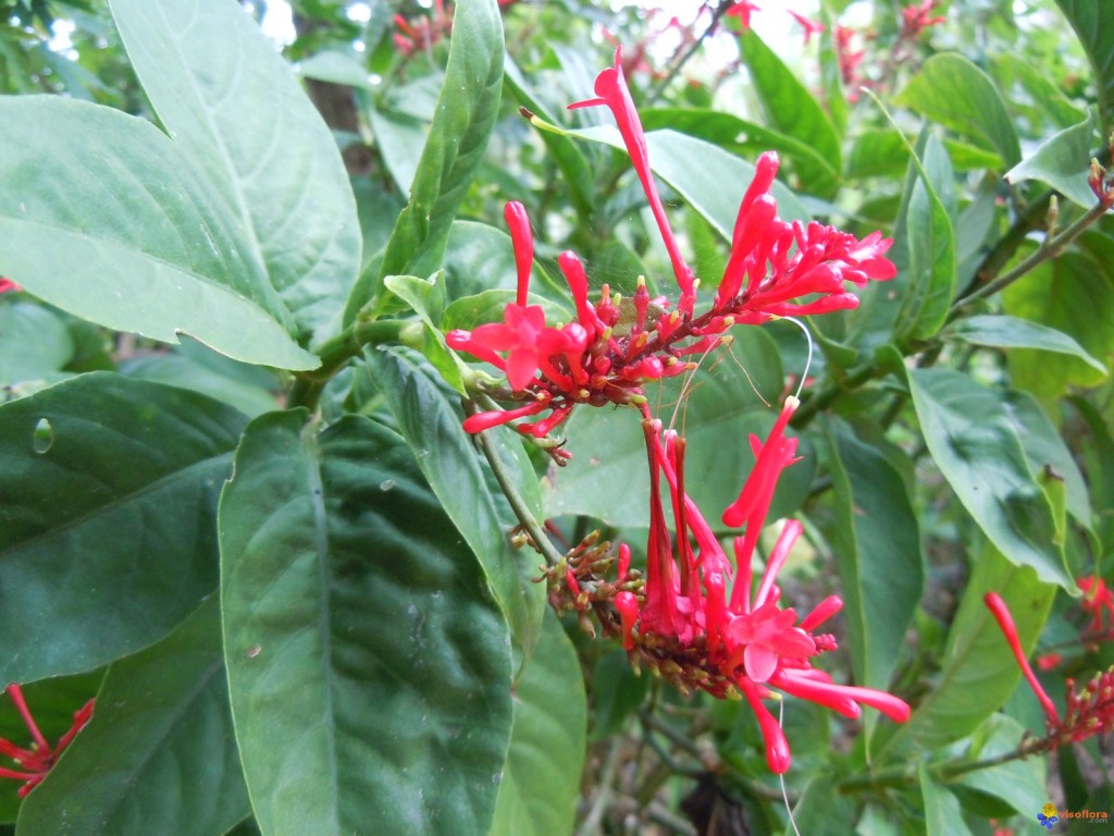 odontonema como plantar