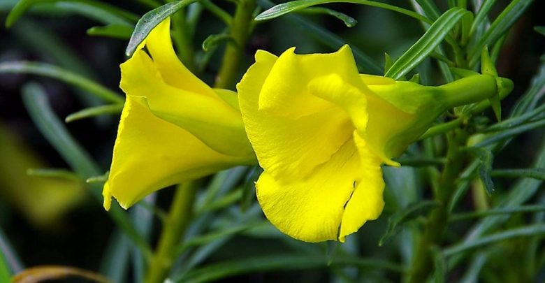 oleandro amarelo