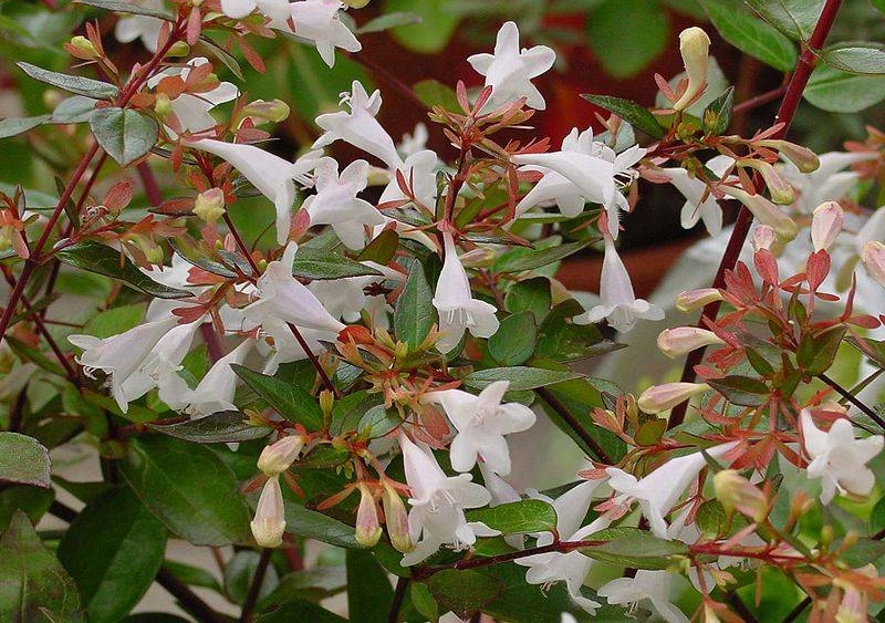 onde plantar abelia