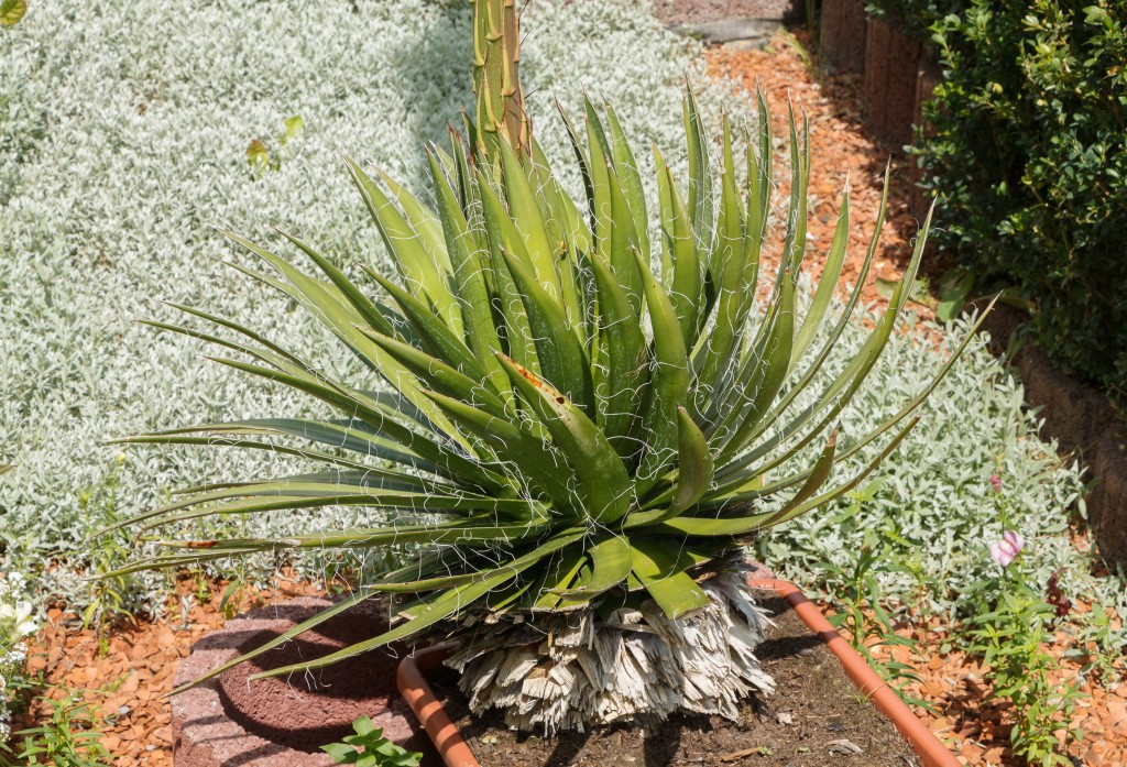 onde plantar agave filifera