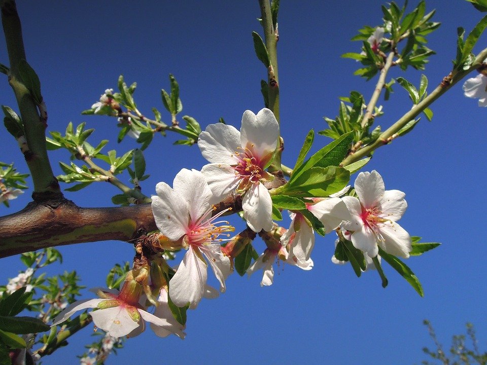 onde plantar amendoa em flor