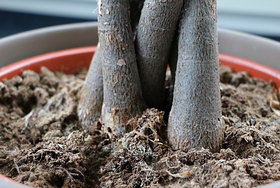 onde plantar arvore do dinheiro