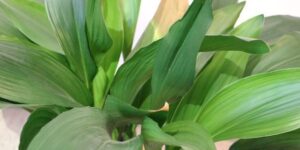 onde plantar aspidistra