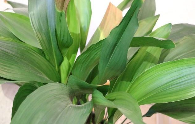 onde plantar aspidistra