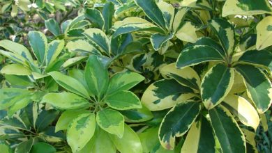 onde plantar borracha variegada