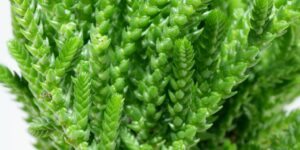 onde plantar cacto crassula