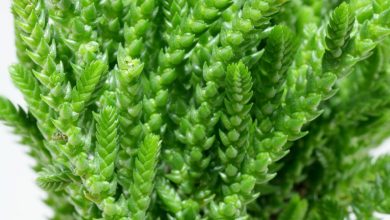 onde plantar cacto crassula