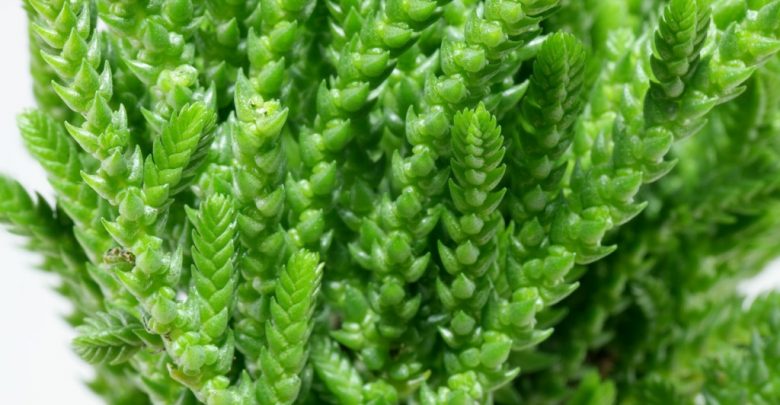 onde plantar cacto crassula