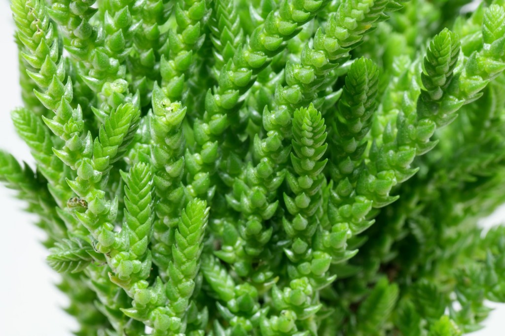 onde plantar cacto crassula