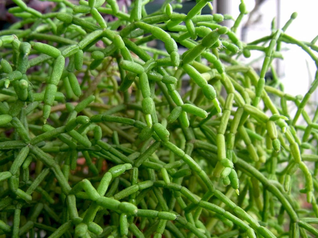 onde plantar cacto de visco