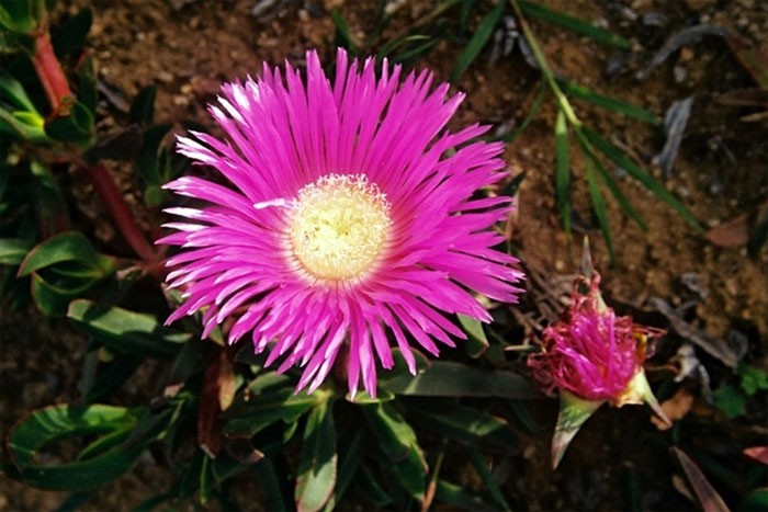 onde plantar carpobrotus