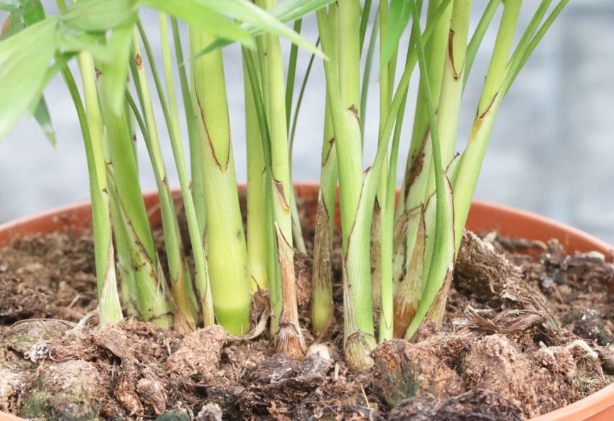 onde plantar chamaedorea