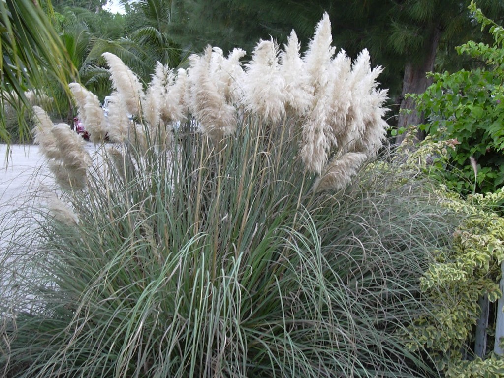 onde plantar cortaderia selloana