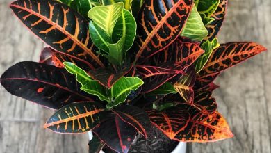onde plantar croton petra