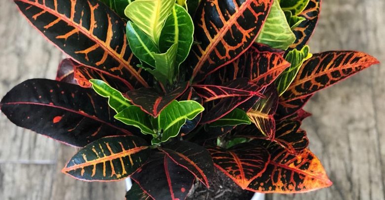 onde plantar croton petra