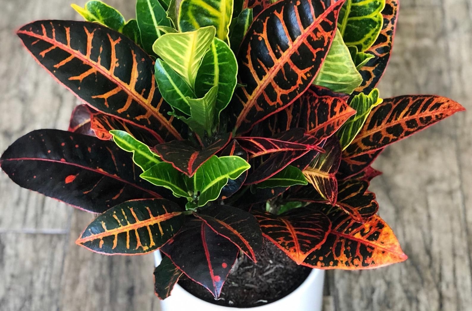 onde plantar croton petra