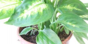 onde plantar dieffenbachia