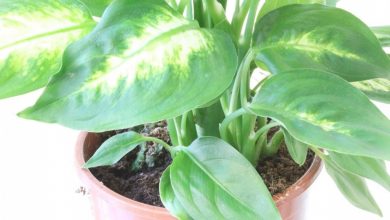 onde plantar dieffenbachia