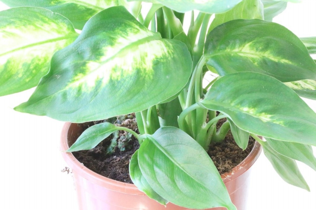 onde plantar dieffenbachia