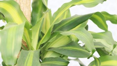 onde plantar dracaena