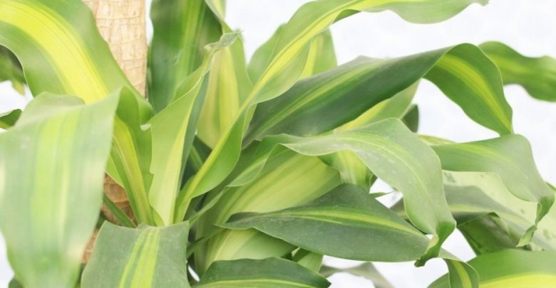 onde plantar dracaena