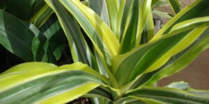 onde plantar dracaena lima