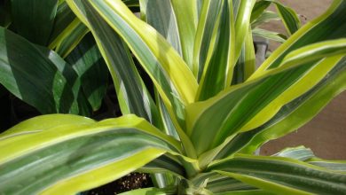 onde plantar dracaena lima