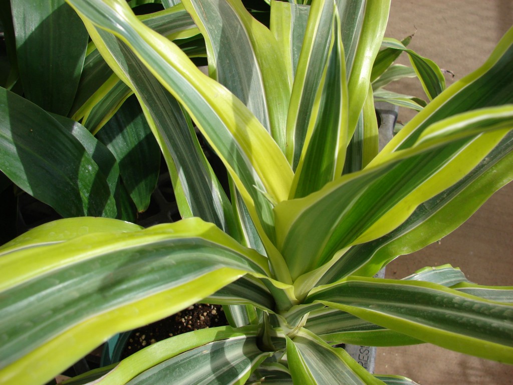 onde plantar dracaena lima