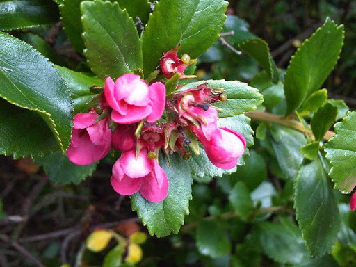 onde plantar escallonia