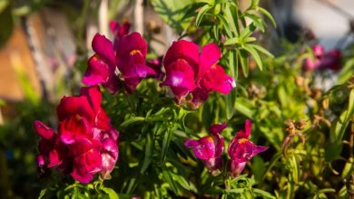 onde plantar flor cranio de dragao