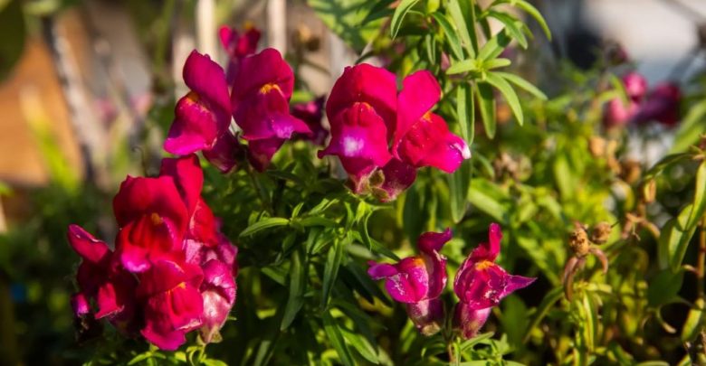 onde plantar flor cranio de dragao