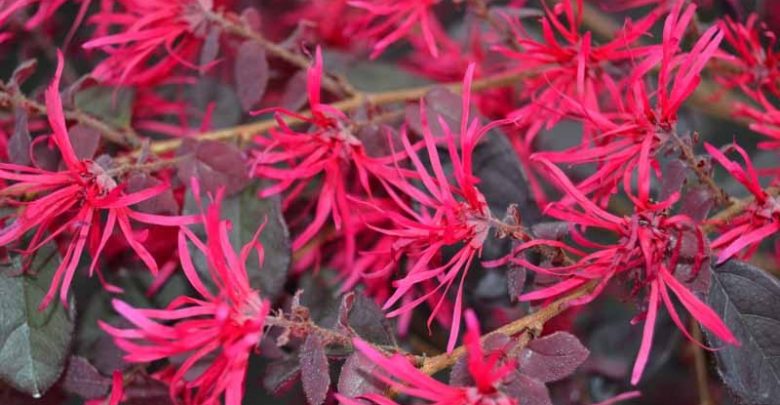 onde plantar flor da franja chinesa