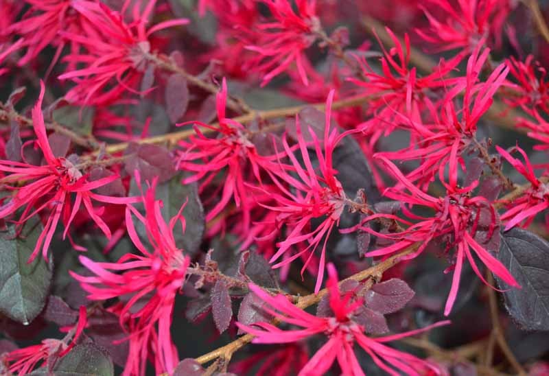 onde plantar flor da franja chinesa