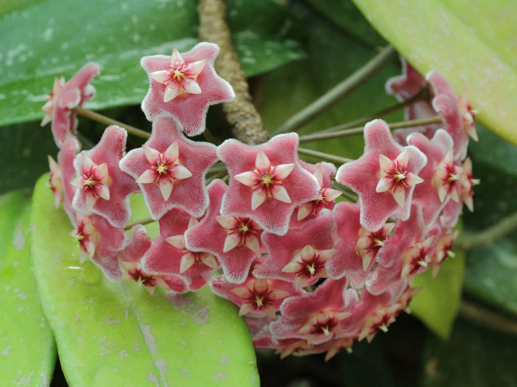 onde plantar flor de cera